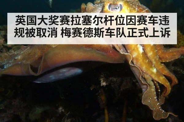 英国大奖赛拉塞尔杆位因赛车违规被取消 梅赛德斯车队正式上诉